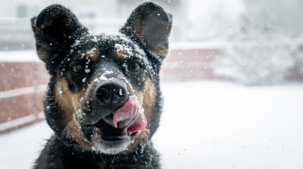 How To Care For Dogs During Winter Weather