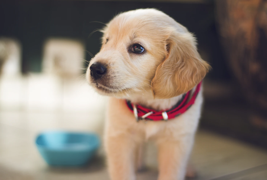How To Introduce a Puppy to the Home
