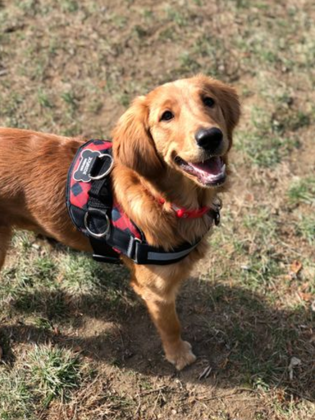 Reviews For The Best Seasonal Red Plaid Dog Harness Are In!
