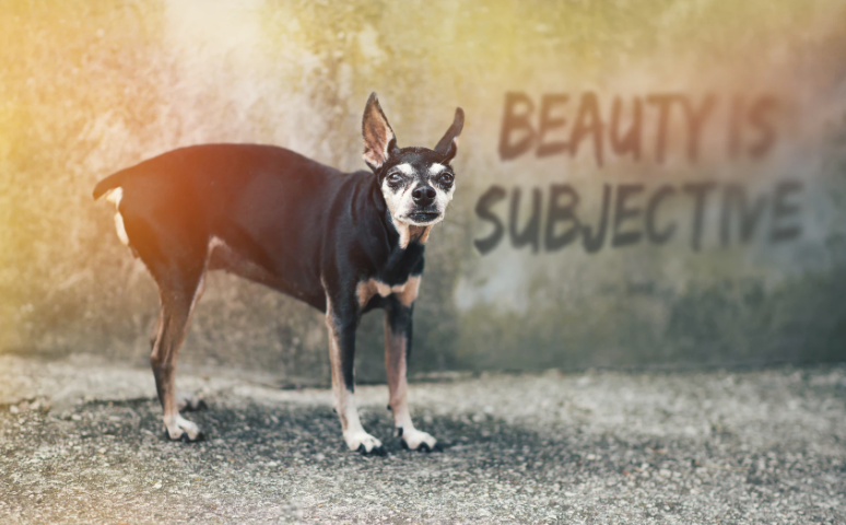 small senior black and brown dog with a rear leg amputation next to the words “beauty is subjective”