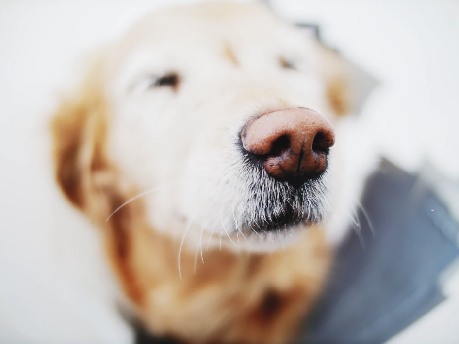 Taking Care of a Dog's Dry Nose