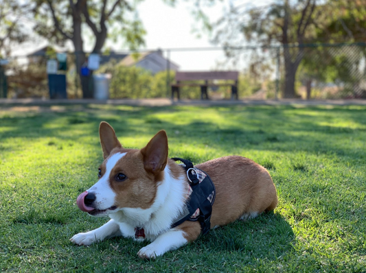 Harness Files | Interview with Lisette and Fry the Corgi