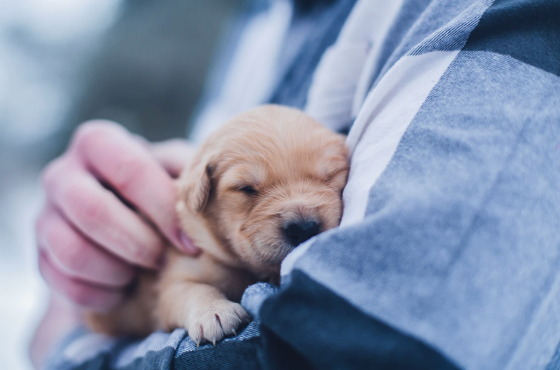 What's that Smell? What Your Veterinarian Can Determine By Your Dog's Scent