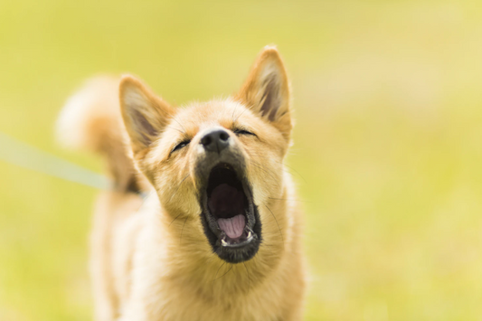Why Is My Dog Barking So Much? | Tips & Info