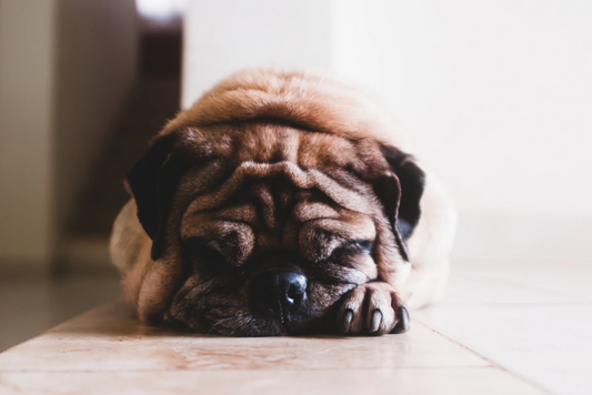 How to Spot the Signs Your Dog Is Stressed