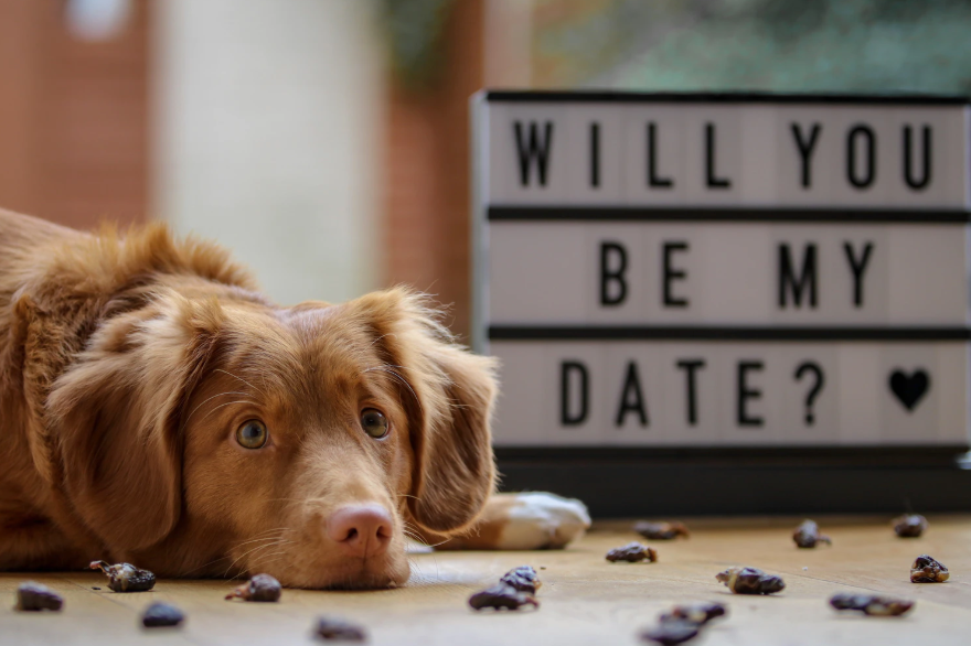 Valentine's Day Gift Guide For Dogs and Dog Lovers