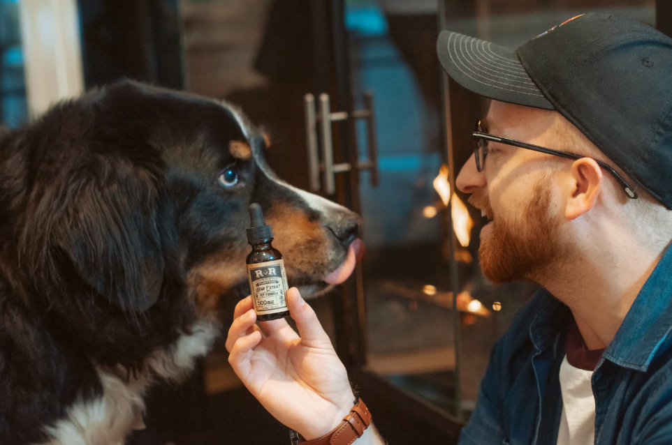 How to Use CBD For Pain Management with Dogs