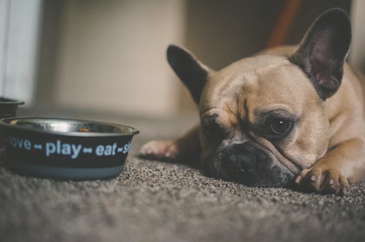 How to Handle Dogs That Are Picky Eaters