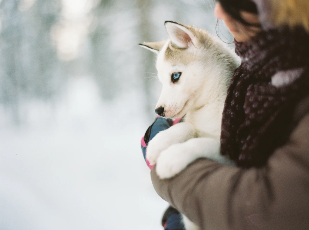 How to Tell If Your Dog Loves You Most