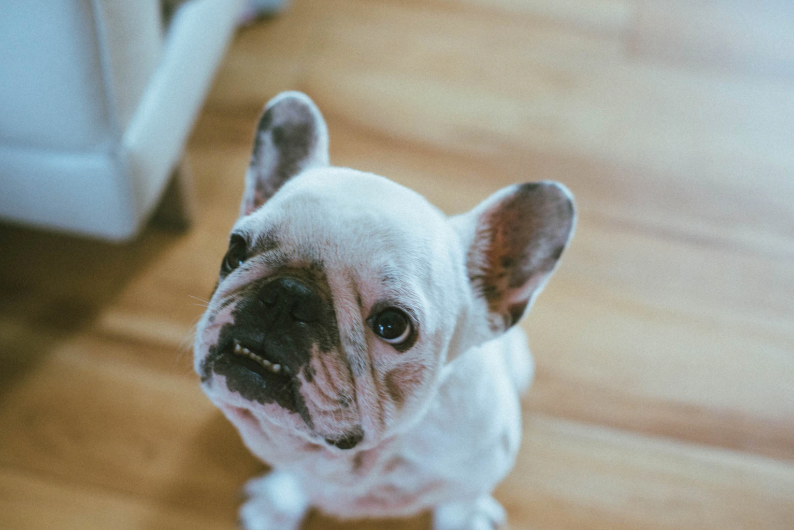 Tips For Handling Your Dog's Allergies