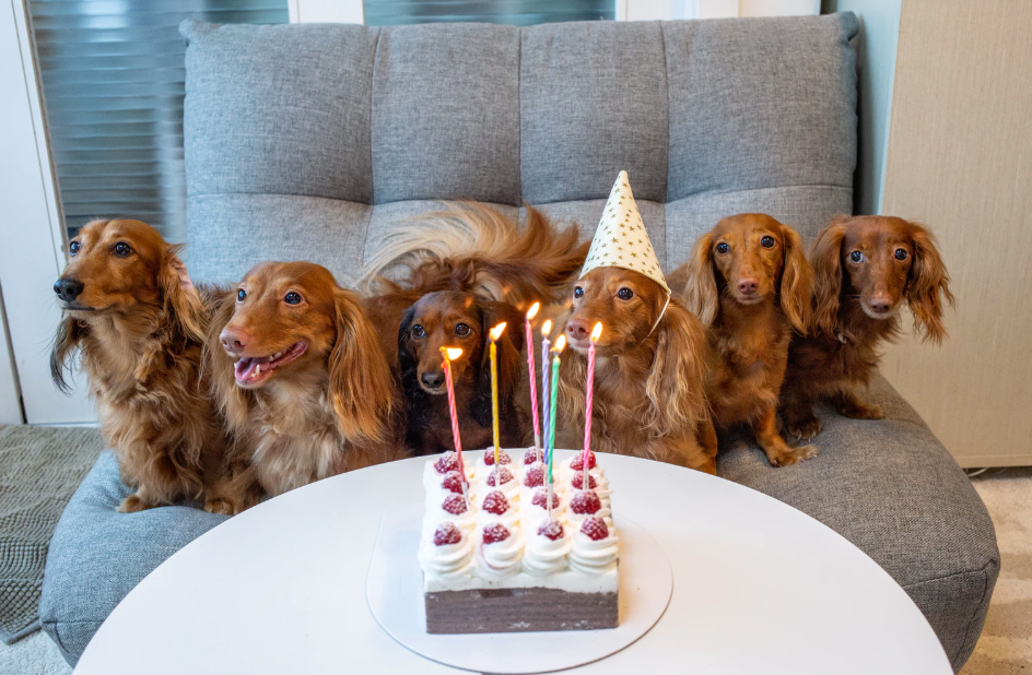 How to Throw a Birthday Party For Your Dog