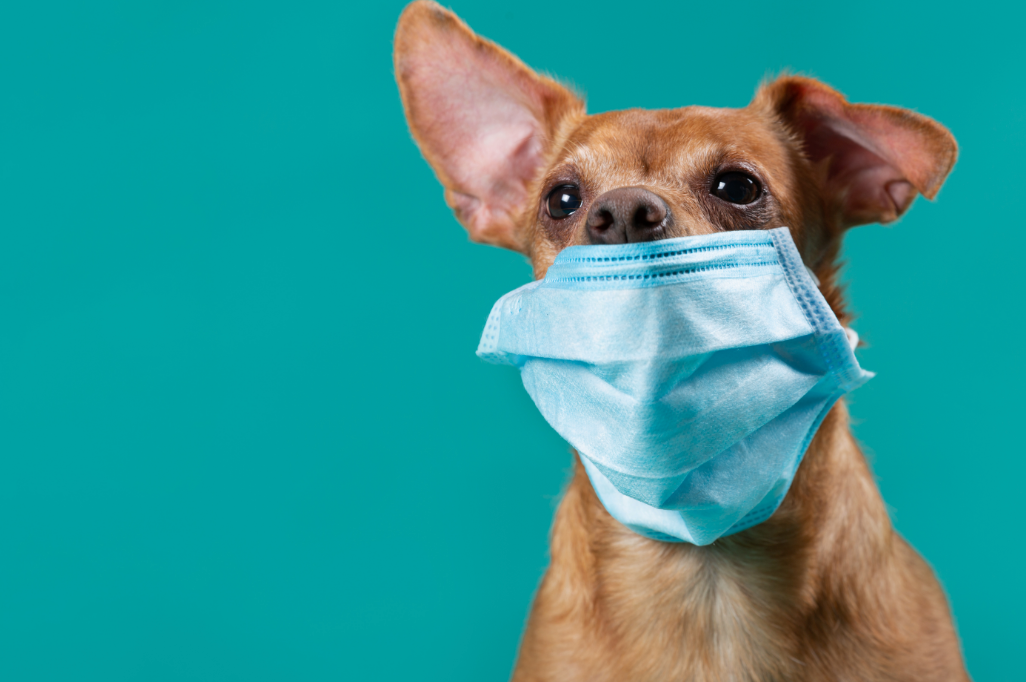 Information for Dog Owners Amongst Coronavirus Pandemic