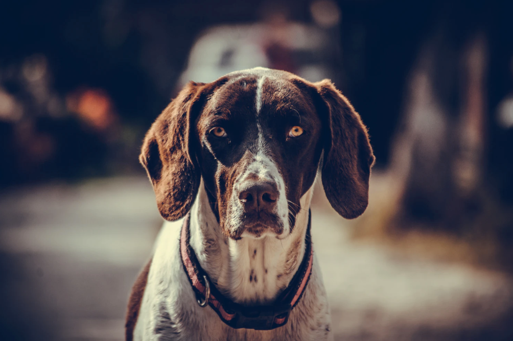 Taking Care of Dogs Who Have Had Strokes at Home