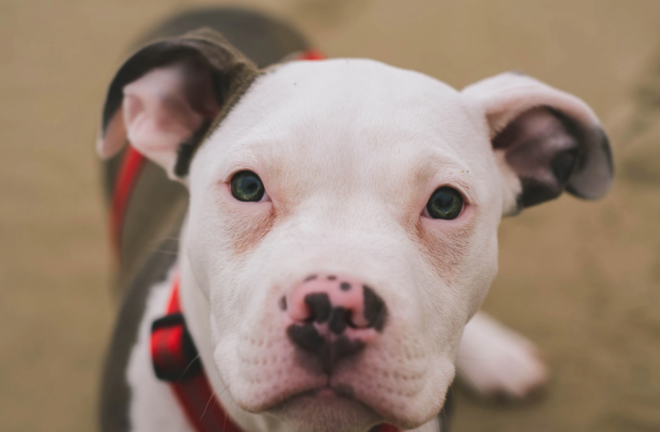 Where Are Pit Bulls Banned? | Your Questions Answered