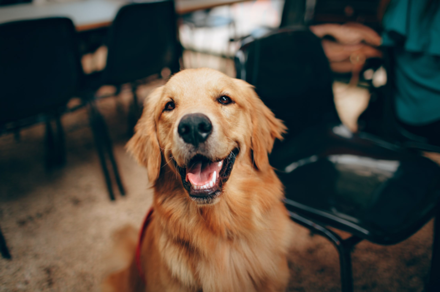Best Dog Harness for Golden Retrievers | Joyride Harness Customer Reviews