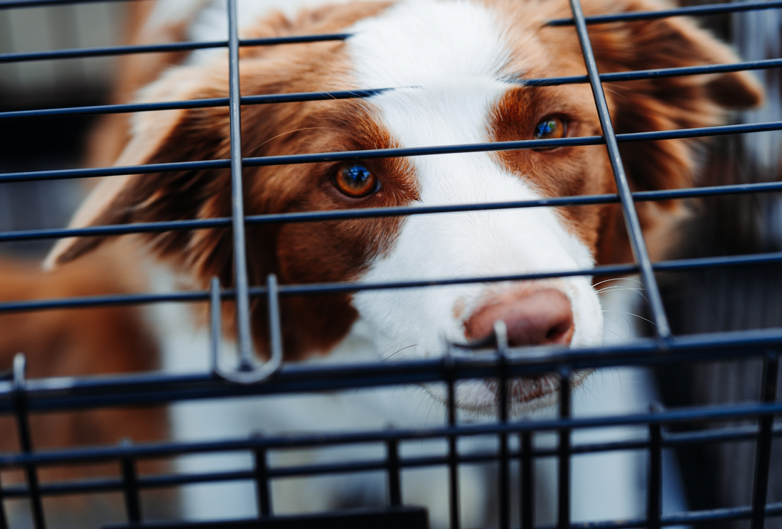 5 Easy Steps & Tips For Crate Training Your Dog