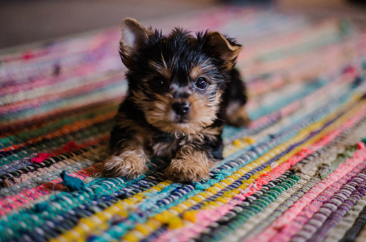 15 Essentials For Puppies & New Puppy Owners