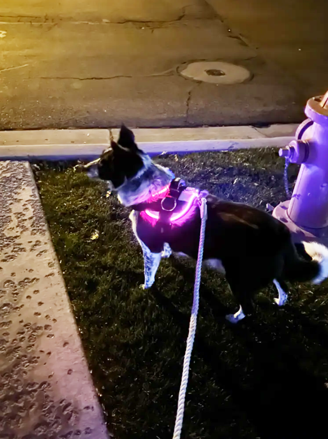 Night Walking Safety Tips for Your Dog: A Focus on Visibility and Safety