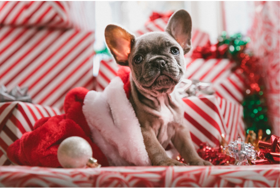 Holiday Gifting for Dogs: The Ultimate Guide to Finding the Perfect Presents