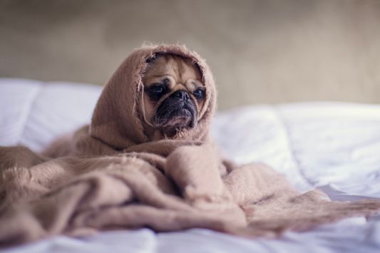 How to Keep Your Dog Calm During Thunderstorms: Expert Advice