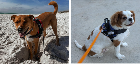 Dogster Reviewed Our Harness — Here’s What They Said
