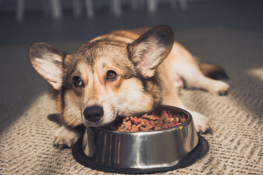 What to Feed a Dog With a Sensitive Tummy