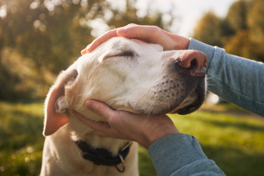 7 Subtle Signs Your Dog Trusts You