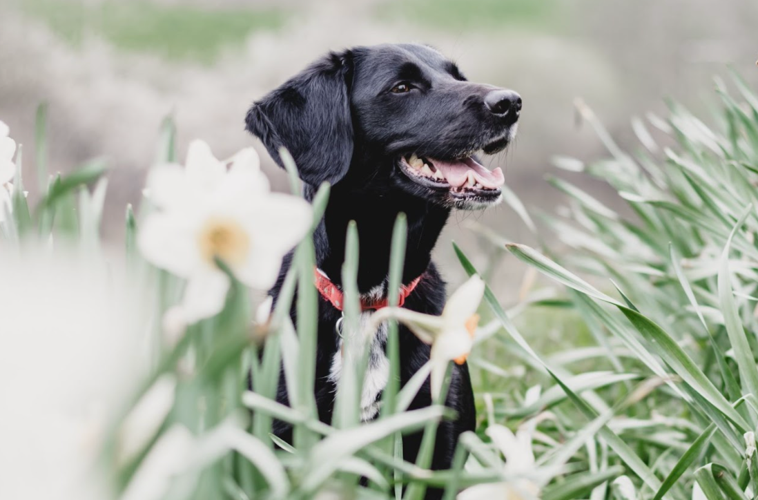 Spring Dangers For Dogs: What You Should Know About Seasonal Hazards