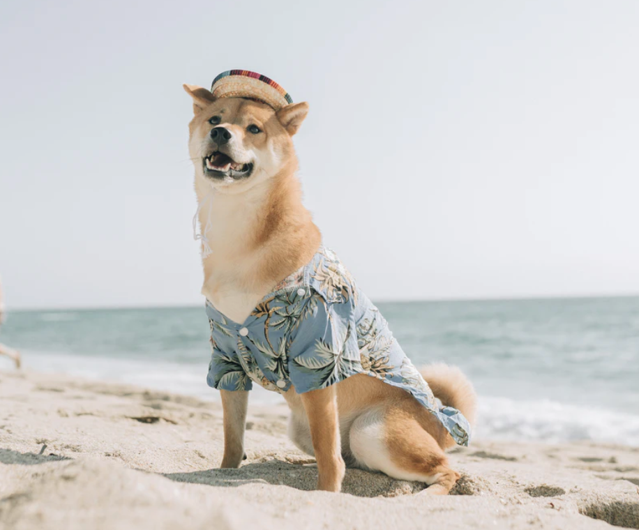 Summer Essentials For Keeping Your Dog Cool