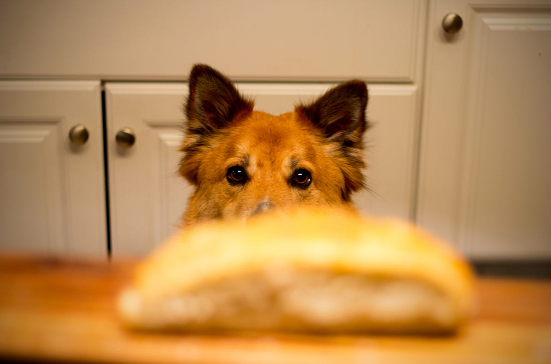 Can My Dog Eat This?  A Thanksgiving Guide to Dog Treats