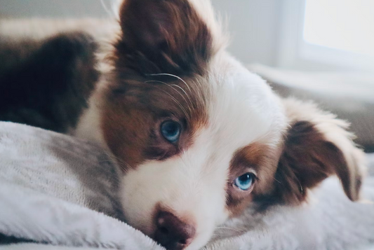 The Best Dog Harness For Mini Aussies