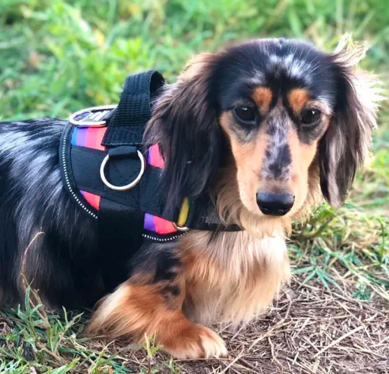 The Best Dog Harness For Short-legged Dogs