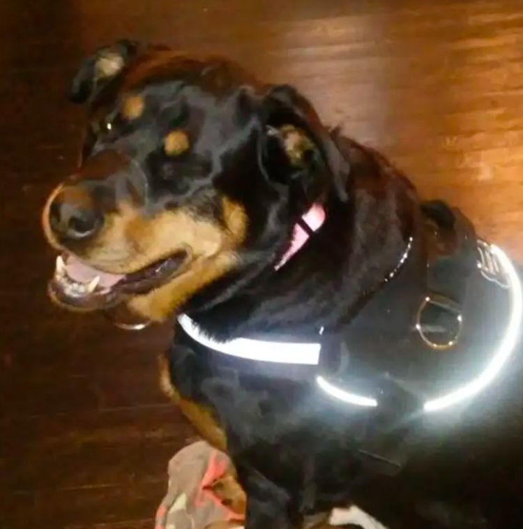 The Best Dog Harness For Walks At Night