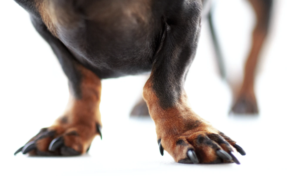 Tips For Grooming Your Dog's Nails & Paws