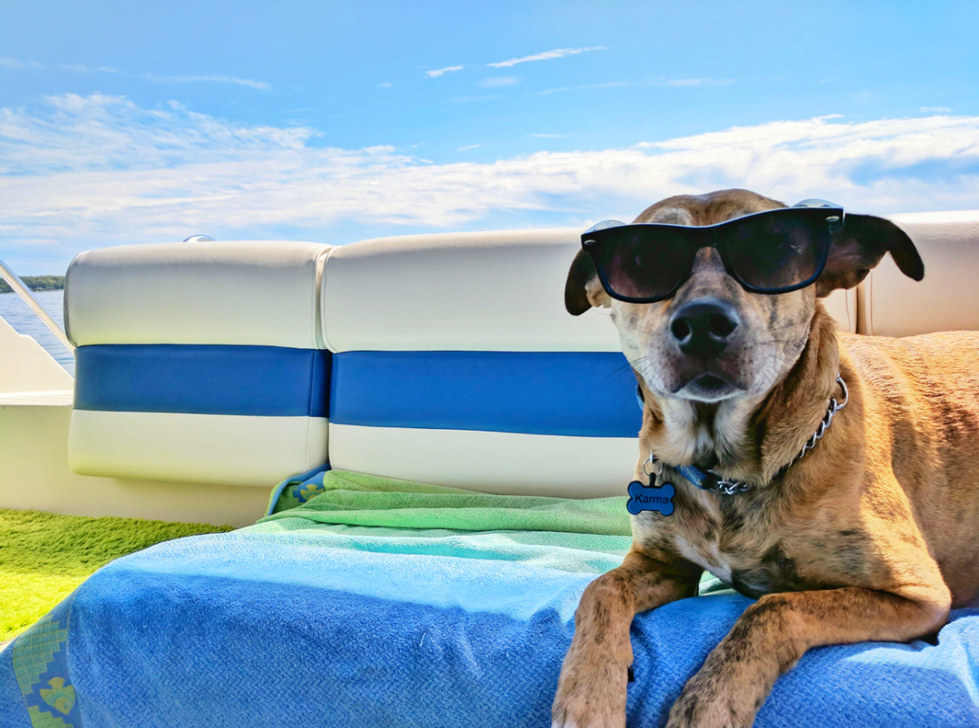 Tips For Keeping Your Dog Cool During the Summer