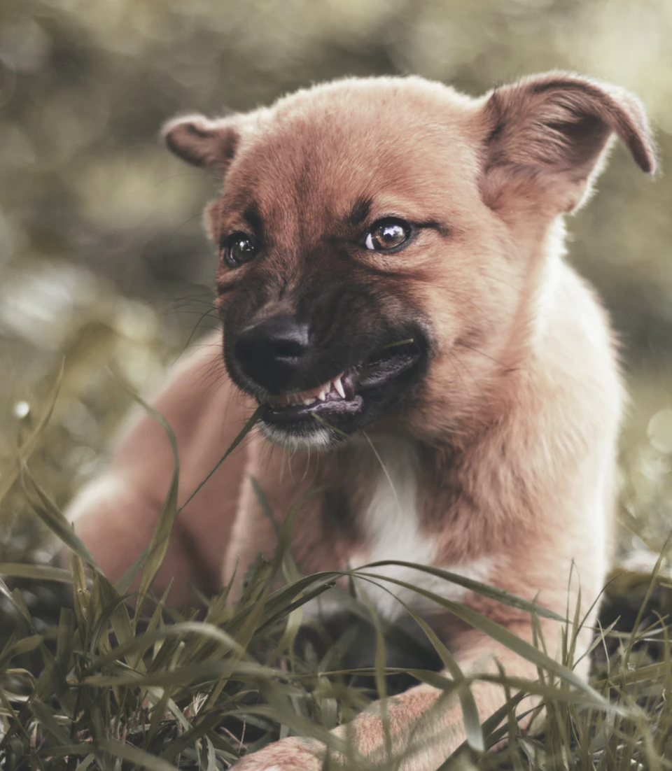 Training Tips For Teething Puppies