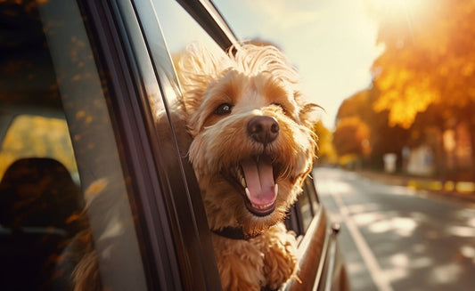How to Travel in a Car with a Puppy
