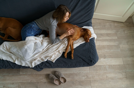 How To Care For Your Dog's Tummy Aches at Home