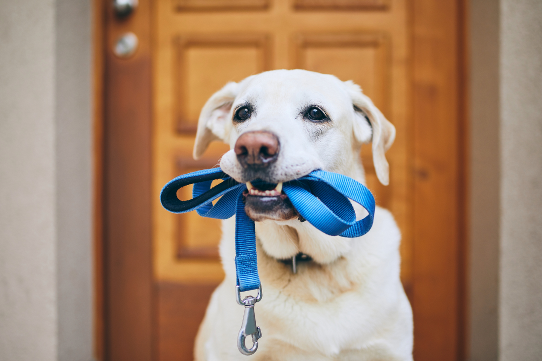 Turn Dog Walking Into a Daily Habit You’ll Love