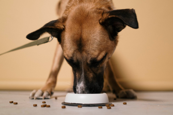 Dining Delights: Overcoming Dietary Frustrations for a Healthy Dog