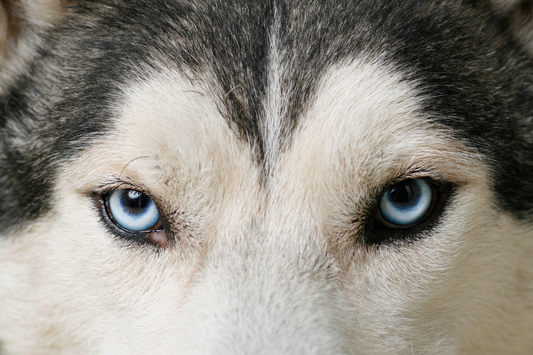 What Colors Can Dogs See?