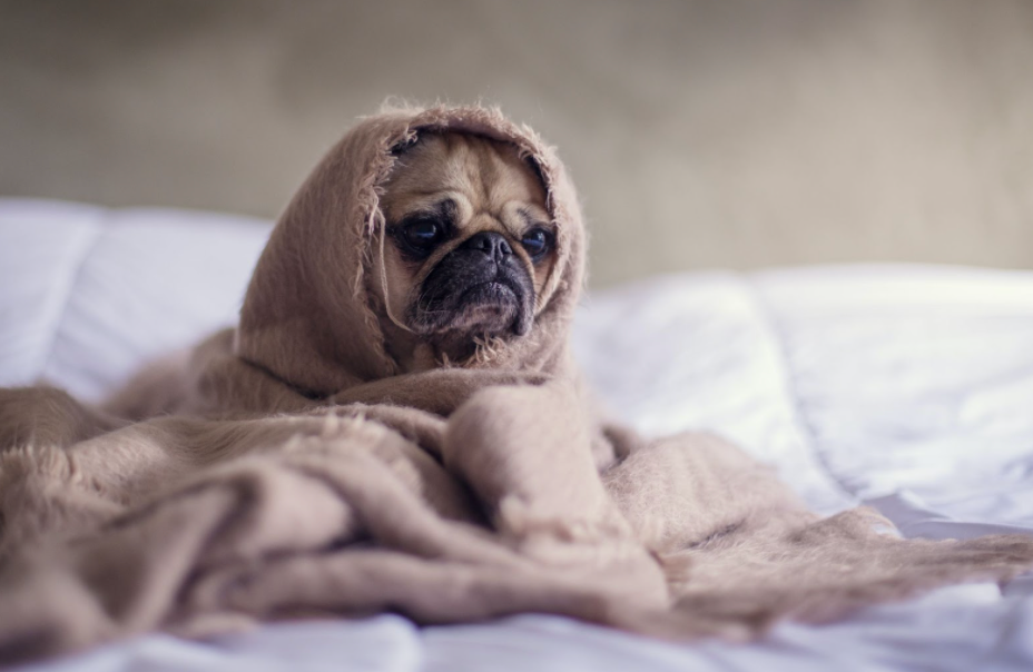 What Does Dog Anxiety Look Like?