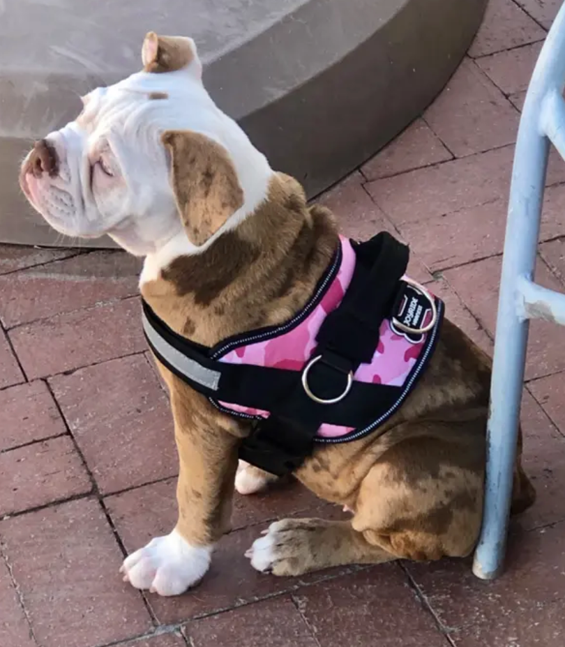 What Is The Best Dog Harness For Bulldogs?