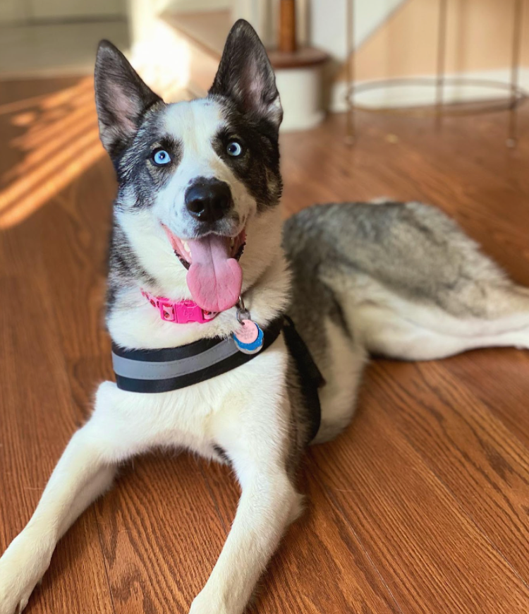 What is the Best Dog Harness on the market?
