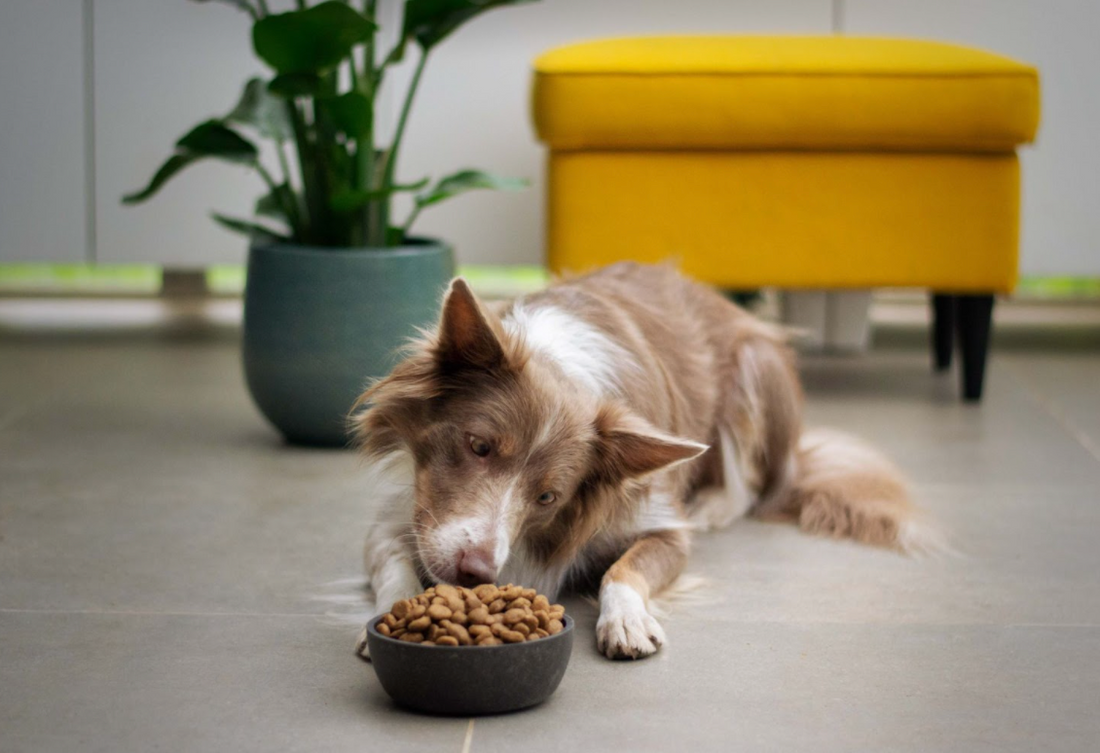 Why Breakfast Is Important For Dogs