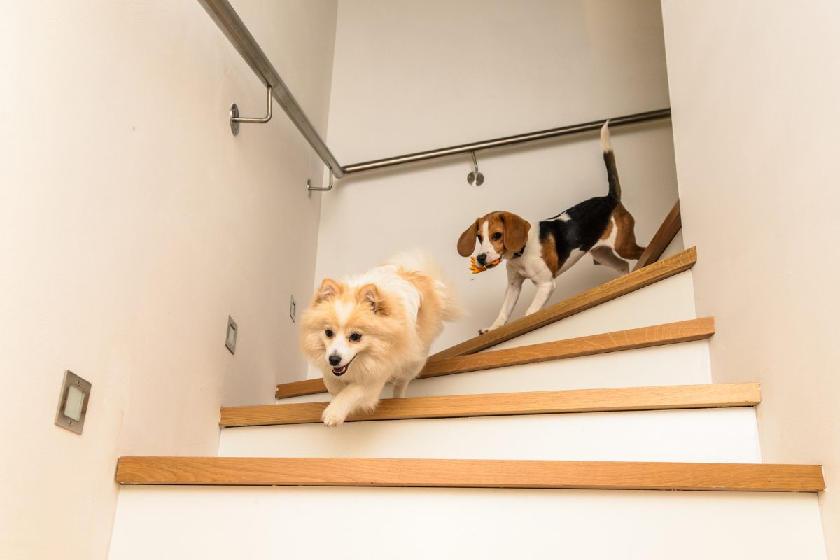 why-do-dogs-get-the-zoomies-joyride-harness