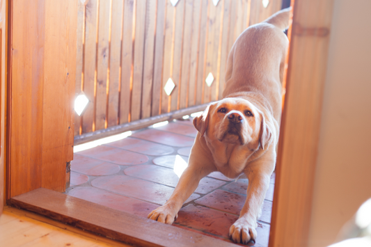 Why Do Dogs Stretch When They Greet You?