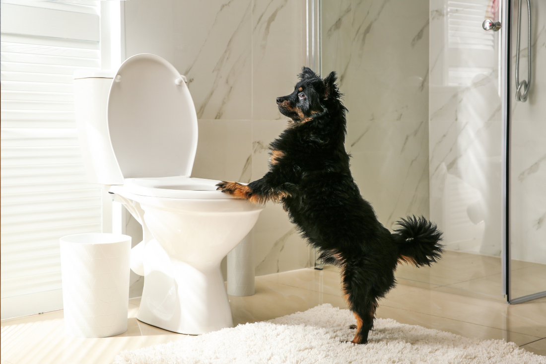 Why Dogs Love Toilet Water (Unfortunately)
