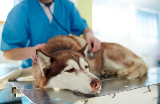 Why do dogs get crystals in their urine and why is it bad?