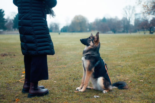 Dog Training: Why Positive Reinforcement is Better Than Alpha Dog Methods